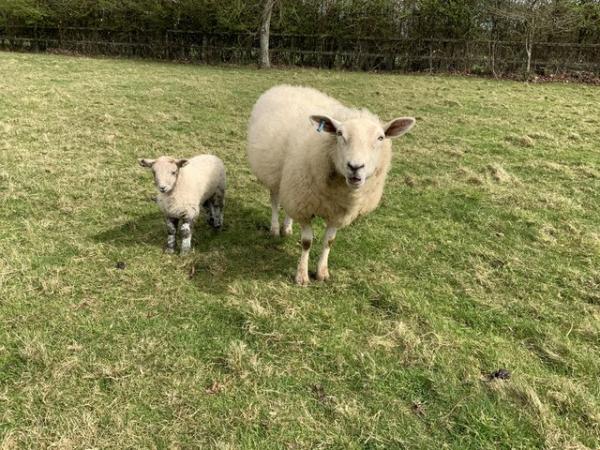 Image 4 of Tame 2yr old ewes with lambs at foot