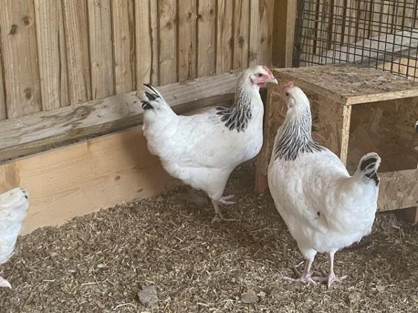 Image 2 of Light Sussex and Cornation Sussex large fowl pure breed