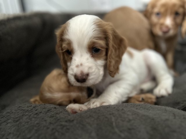 Preview of the first image of KC cocker spaniel puppies.