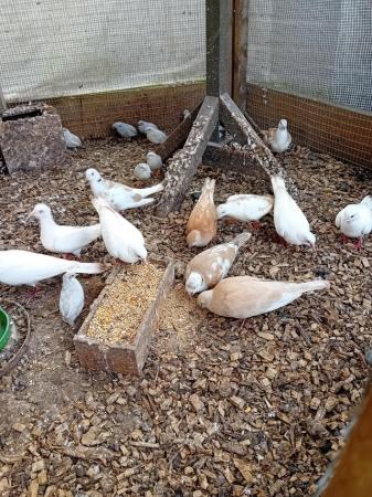 Image 5 of Breeding pairs of jarva doves