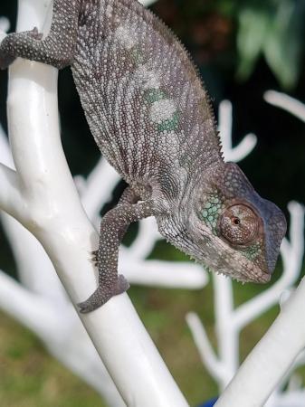 Image 10 of Boraha panther chameleon for sale