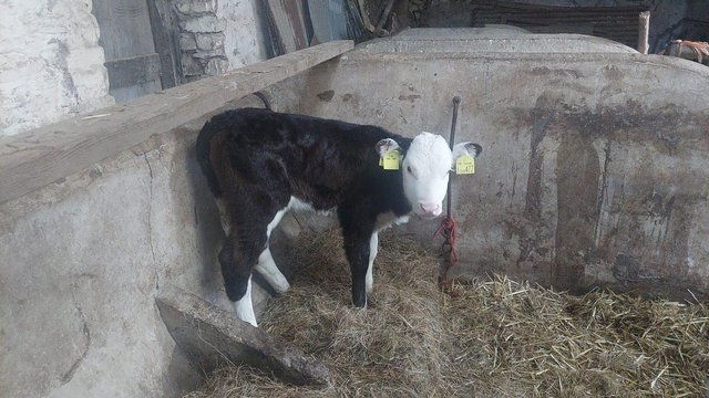 Preview of the first image of Calves available from 10 days to 1 month old.