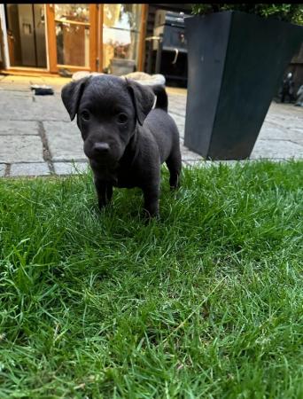 Image 6 of Patterdale Puppies for sale