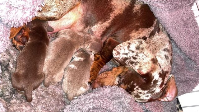 Image 1 of Shorthaired miniature dachshund puppies 1 boy 1 girl