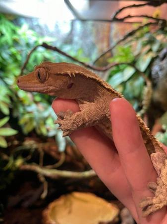 Image 4 of 8 year old male Crested Gecko (Harlequin) With Vivarium