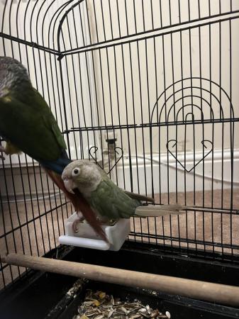 Image 3 of Breeding pair of of conures for sale