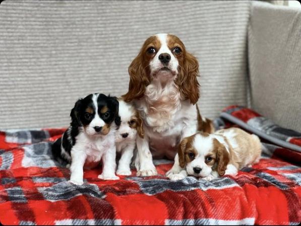 Image 8 of STUNNING CAVALIER KING CHARLES PUPPIES