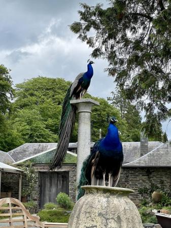 Image 1 of Beautiful Indian Blue Peacocks