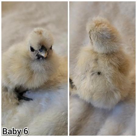 Image 8 of **BRAND NEW** Silkie and Showgirl chicken chick's *RARE*