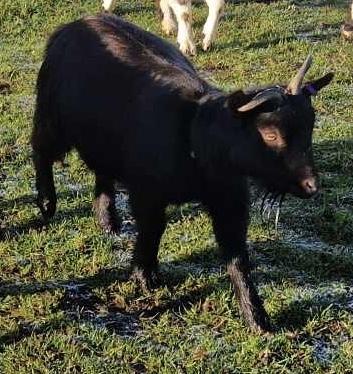 Image 1 of 2 year old Pygmy goat weather