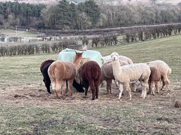 Image 3 of Various female alpacas for sale
