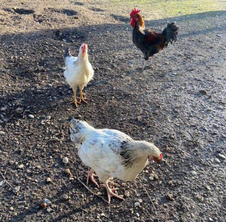 Image 1 of Young free range cockerels looking for forever home