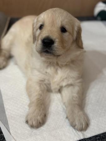 Image 14 of ??Golden Retriever puppies Ready to leave mid April