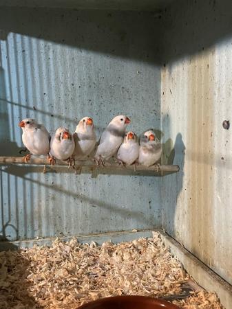 Image 5 of *********Zebra finches *********