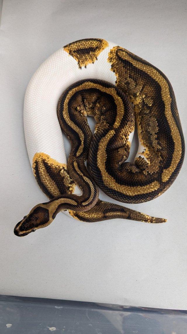 Preview of the first image of Cb20 yellowbelly genex pied royal python.