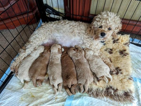Image 2 of *Deposit now taken* Tiny, Poodle x Biewer Terrier puppy