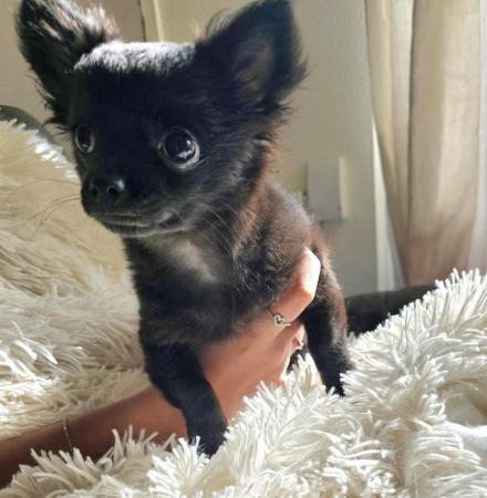 Image 1 of **Black Female Chihuahua puppy , long-haired, ready now**