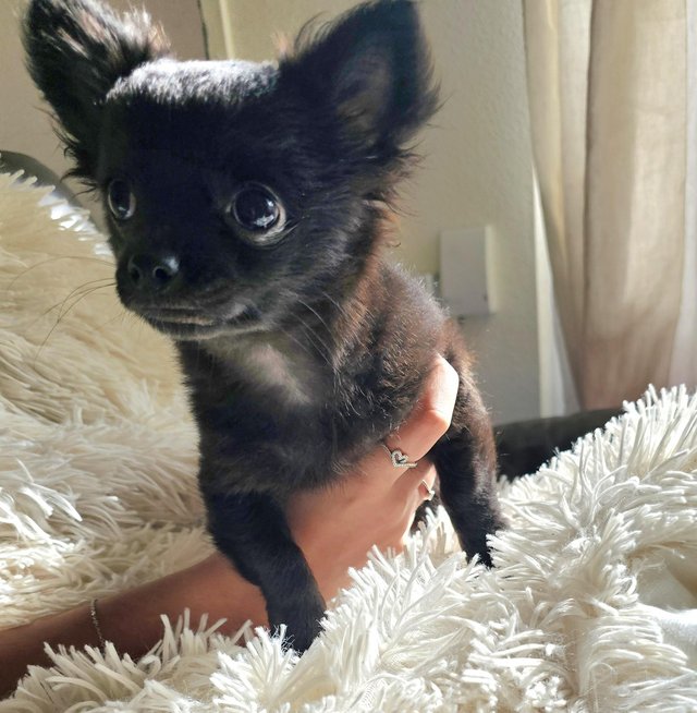 Preview of the first image of **Black Female Chihuahua puppy , long-haired, ready now**.