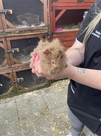 Image 2 of Lots of baby boy (boar) guinea pigs for sale