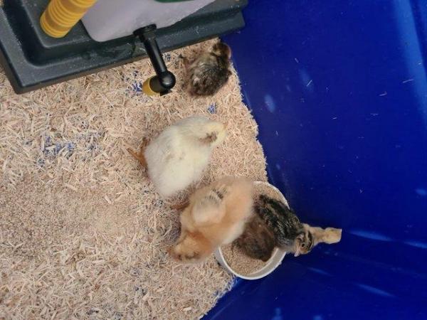 Image 2 of Coturnix Quail chicks (Born Mon 05/02)