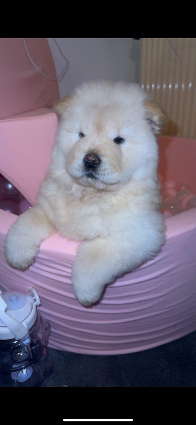 Preview of the first image of Last beautiful female Chow chow puppy left.