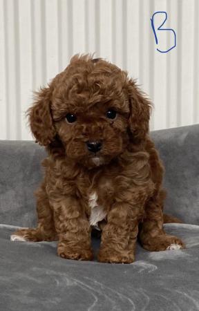 Image 26 of Gorgeous,Deep Red,Health tested Cavapoo pups