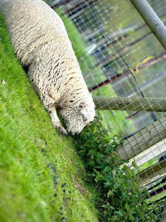 Image 8 of Texel, Southdown, Valais sheep for sale - Robertsbridge
