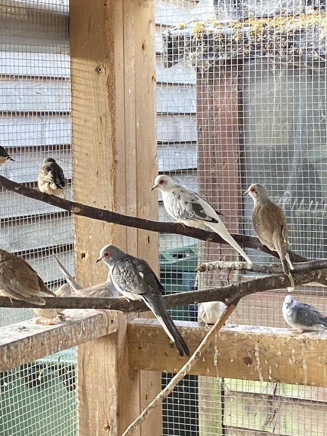 Diamond doves Aviary Bred — photo 4 of 4