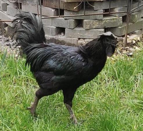 Image 2 of Ayam Cemani breed for sale in London