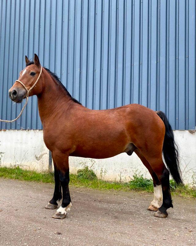 Preview of the first image of Sangrug Dynamo Sec C 3yr old Gelding.