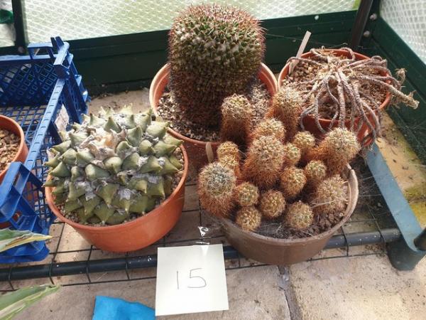 Image 1 of Cactus Plants  For Sale Newport Shropshire