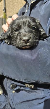 Image 6 of *READY FOR NEW HOMES NOW* cocker spaniel pups