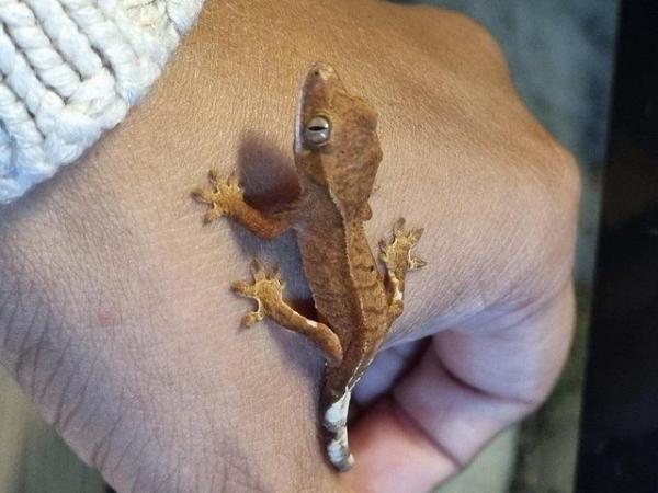 Image 21 of Beautiful baby Crested Geckos! Only 2 LEFT