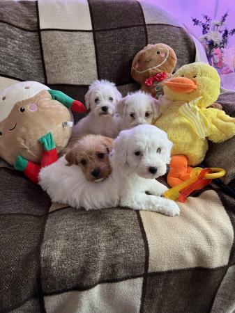 Image 9 of Beautiful Small Cockerpoo Puppies For Sale.