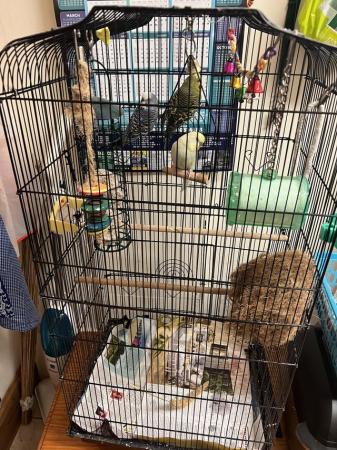 Image 3 of Budgies for sale with toys/feeders/drinkers