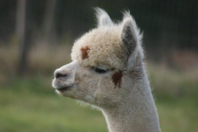 Image 6 of Alpaca walking CIRENCESTER IN THE COTSWOLDS