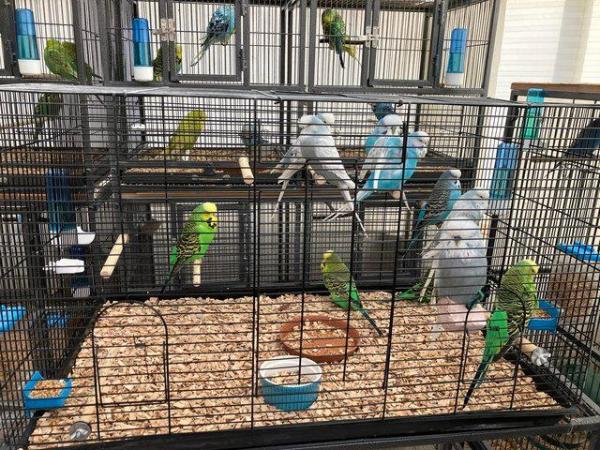 Image 3 of Exhibition Budgerigars for sale