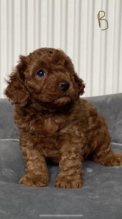 Image 28 of Gorgeous,Deep Red,Health tested Cavapoo pups