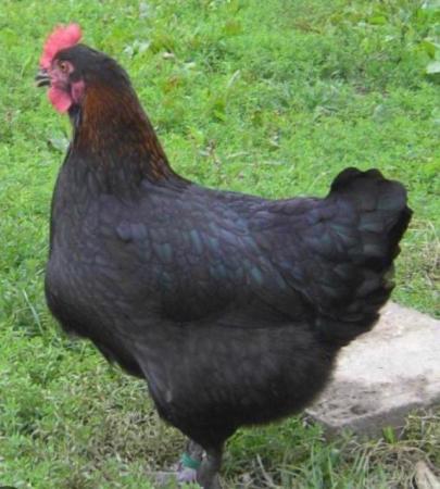 Image 1 of Point of Lay Hens - pure breeds 18 - 20 weeks old