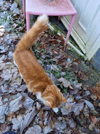 Image 4 of Gorgeous ginger male maine coon cat ready to go