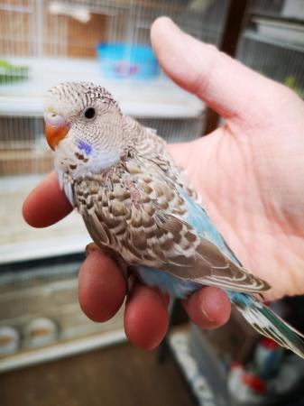 Image 15 of Baby hand tamed budgies for sale