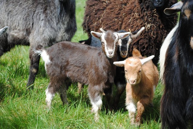 Preview of the first image of Goatkids available from a friendly well handled herd.