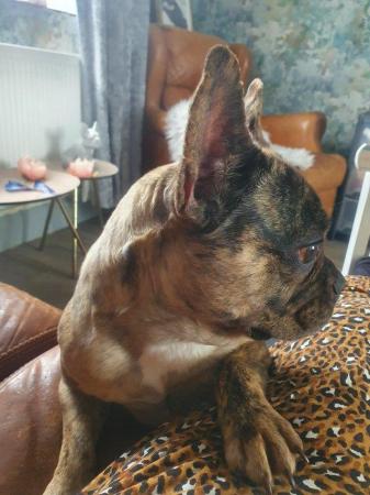 Image 3 of Merle Female French Bulldog 3 years old
