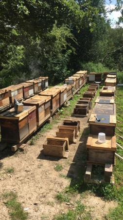 Image 10 of Overwintered Bee Nucs on five frames
