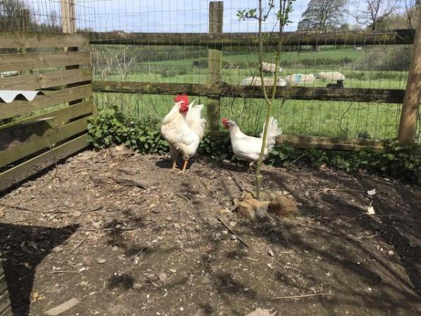 Image 2 of Pair of White Leghorn for sale