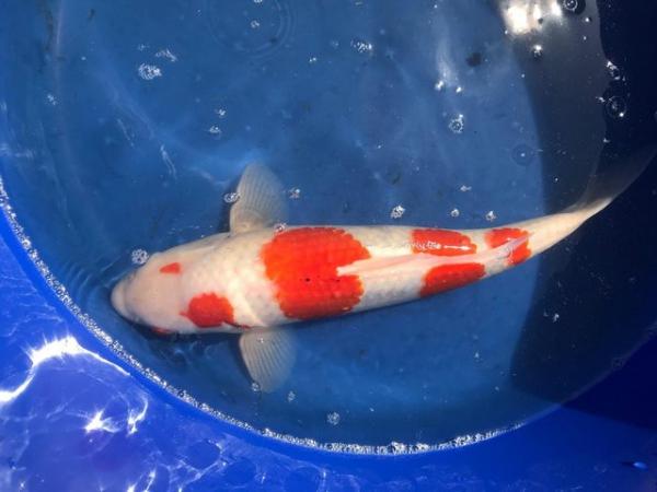 Image 11 of 12 Japanese Koi for sale