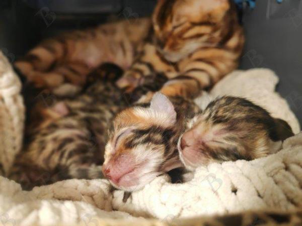 Image 5 of Bengal Pedigree Kittens TICA registered from LilBengals