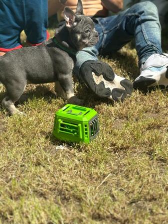 Image 3 of French Bulldog Puppies KC Registered
