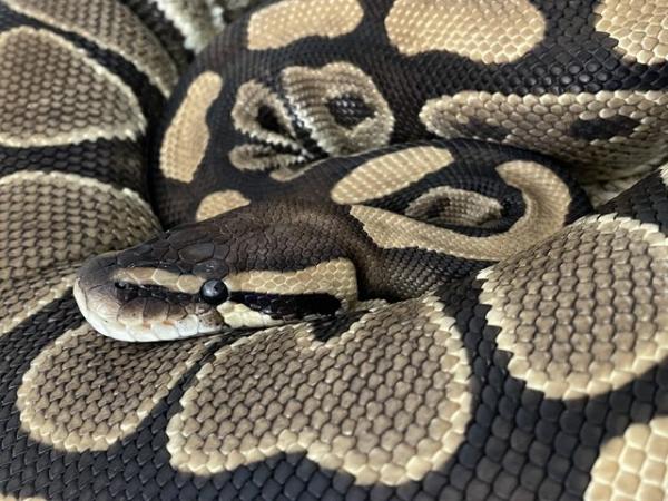 Image 3 of Proven adult female Royal Python