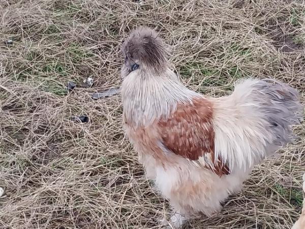 Image 3 of Excellent Quality, Gorgeous Silkie Cockerels.